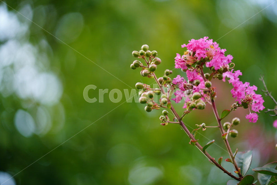 꽃,플라워,flower,생물,자연,분홍,컬러,색감,plant,식물,식물,자연,plants,nature,꽃,flower