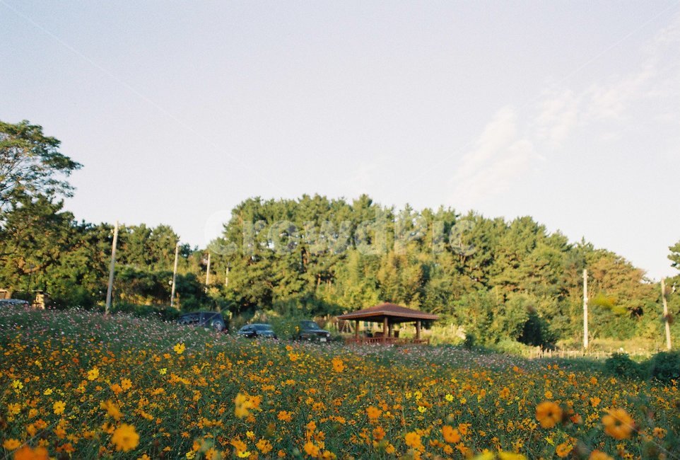 꽃밭,동산,공원,휴식,자연,옥외,outdoors,목초지,grassland,field,들,자연,풍경,nature,landscape