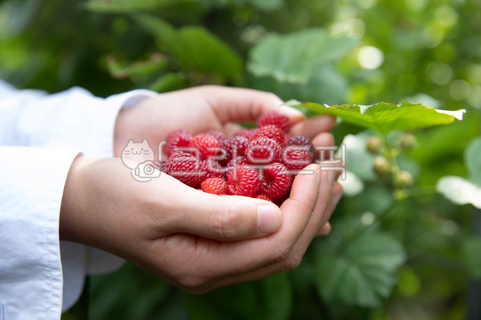 dipped,rural,agricultural products,put,hold,red,white,female,in hand,raspberry,return to farming,landscaping,upper body,field,orchard,person,plant,lift,reddish,collect,daytime,full,woman,gardening,fruit,hold out,show,apron,industry,crops,berries,vegetable