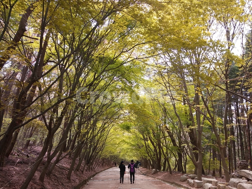 오솔길,데이트,산책,고요한,자연,가을,길,힐링,자연,풍경,nature,landscape,outdoors,옥외,garden,정원,arbour,정자