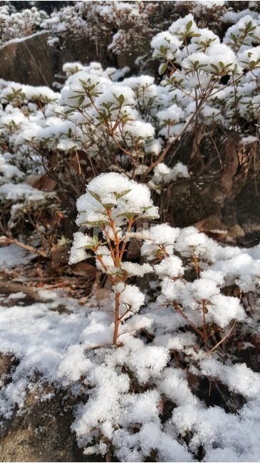 눈,꽃나무,snow,겨울,white,깨끗함,맑음,겨울,계절,winter,season,자연,풍경,nature,landscape,outdoors,옥외