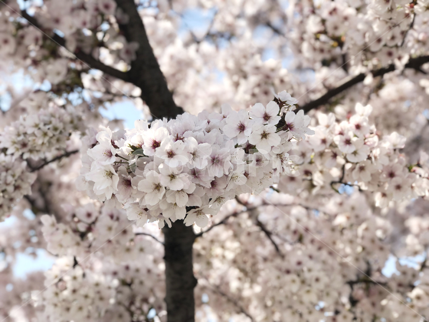 plant,식물,blossom,벚꽃,꽃,봄,spring,꽃잎,나무,나뭇가지,분홍색,핑크,사쿠라,sakura,봄,계절,spring,season