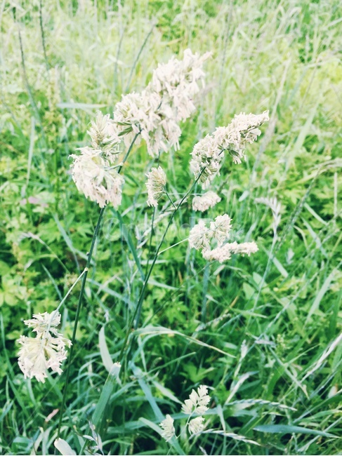 오리새꽃,식물,초록,꽃,흰꽃