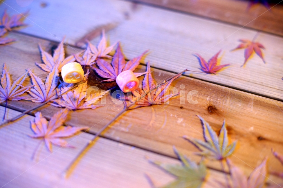낙엽,가을,단풍나무,가을낙엽,가을단풍,가을,계절,fall,autumn,season,plant,식물,leaf,잎