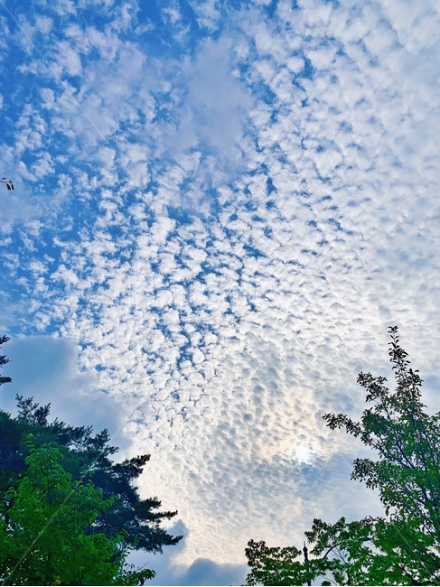 나무,자연,tree,하늘,구름,자연,풍경,nature,landscape,plant,식물,outdoors,옥외