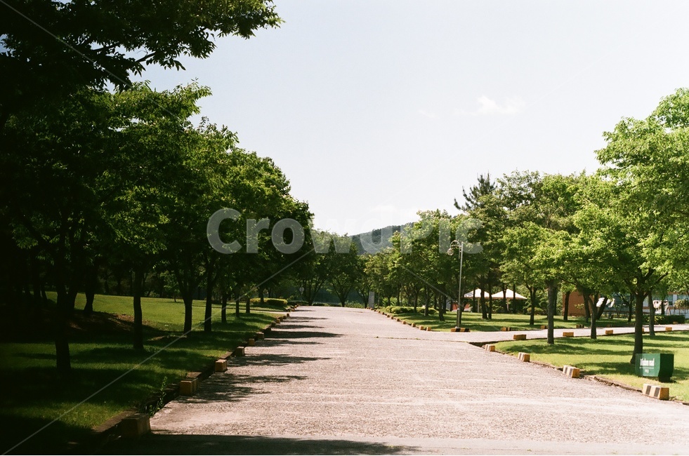 하늘,가로수길,나무,녹음,녹색,자연,쉼터,여름,자연,풍경,nature,landscape,plant,식물,grass,잔디,path,통로,tree