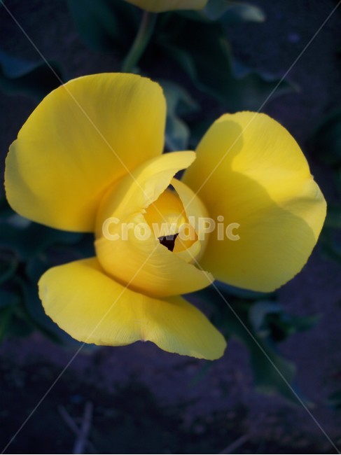 야생화,노랑,꽃,식물,자연,봄,식물,자연,plants,nature,꽃,flower