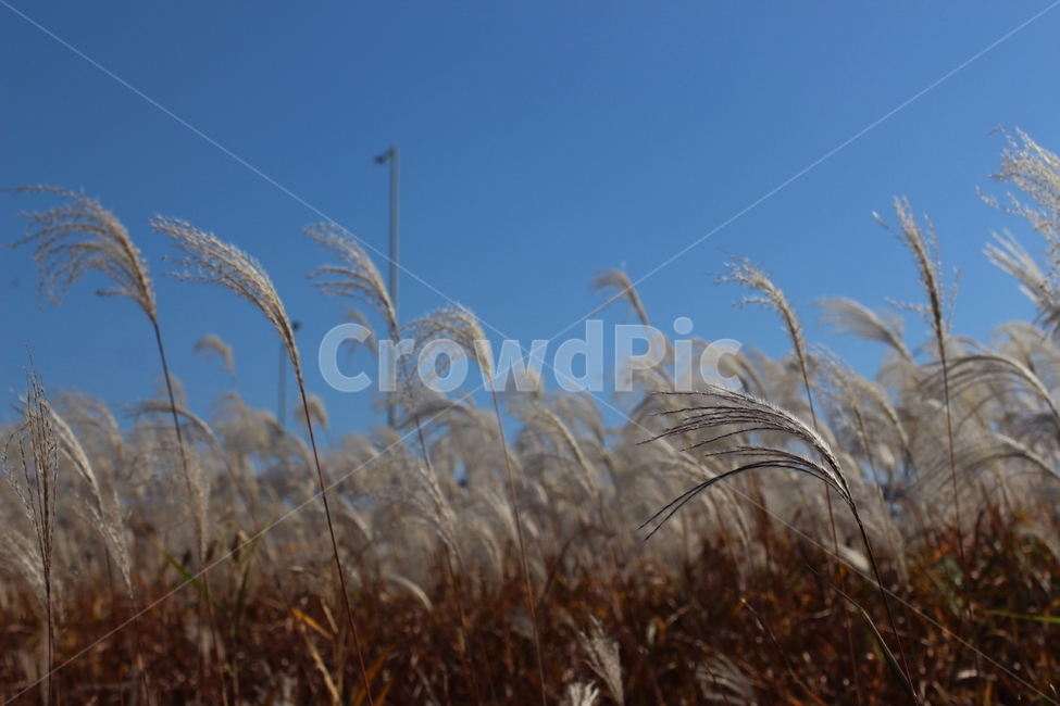가을,가을감성,갈대,갈대밭,풍경,plant,식물,grass,잔디