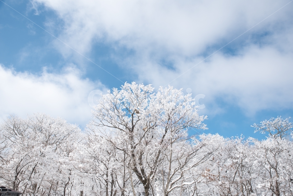겨울,자연,눈꽃,겨울사진,풍경사진,겨울,계절,winter,season,자연,풍경,nature,landscape,식물,plants,나무,trees,wood,outdoors,옥외