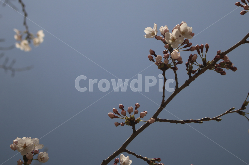 blossom,flower,꽃,벚꽃,봄꽃,spring,봄,plant,식물,tree,나무,treetrunk,나무줄기,나뭇가지,하늘,sky