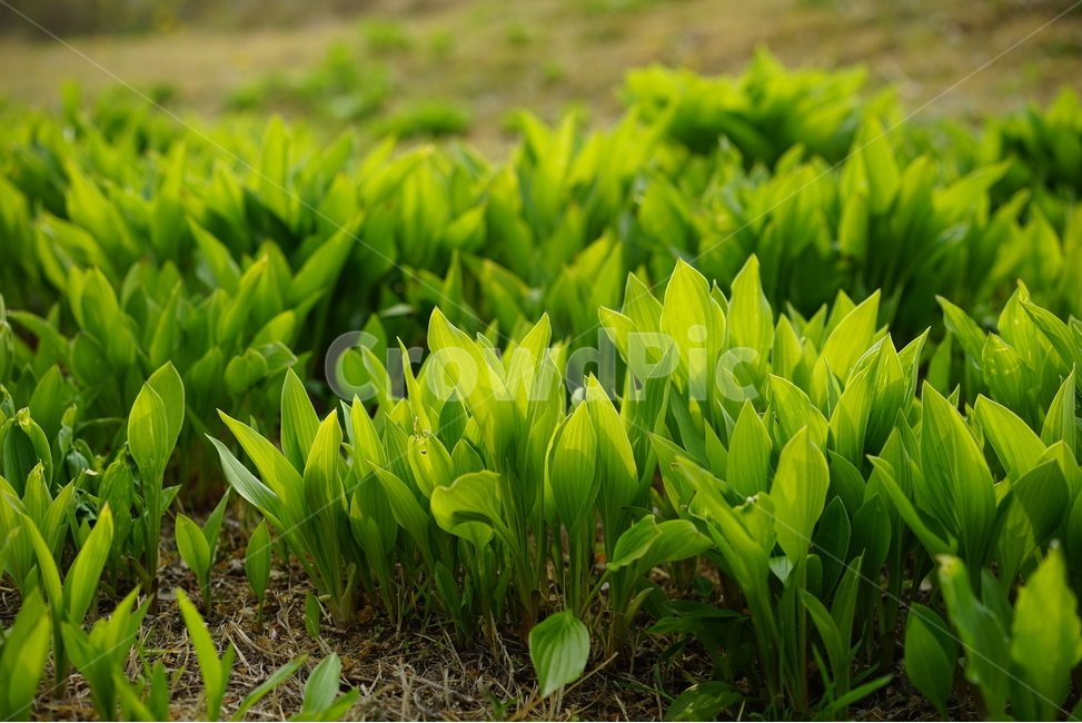 grass,잔디,plant,식물,leaf,잎,vegetation,초목
