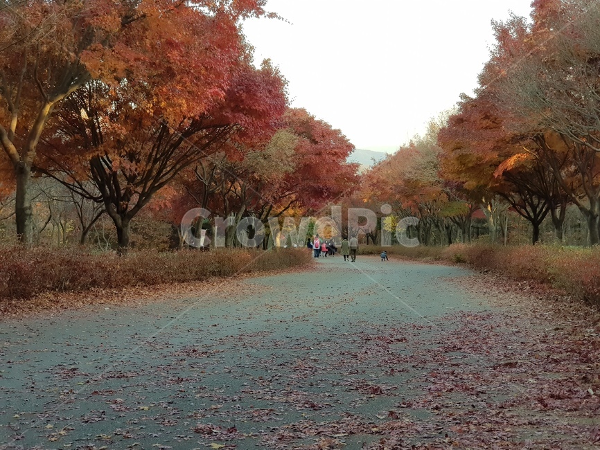단풍나무,낙엽,fallfoliage,autumncolors,가을,fall