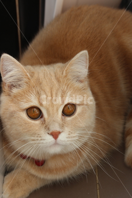 고양이,보리,귀여움,말썽꾸러기,브리티쉬숏헤어,동물,animal,포유류,mammal,고양이,cat,kitten,kitty