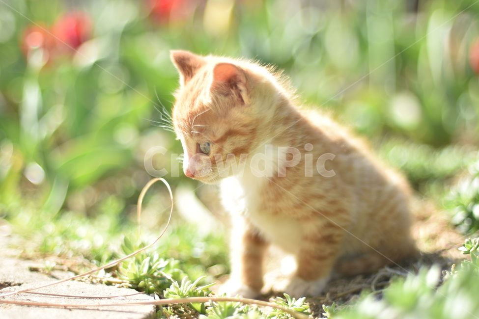 kitten,고양이새끼,animal,동물,pet,고양이,cat,포유류,mammal,애완동물,애니멀,웃음,개,자연,dog,휴식,국내,해외,순종,번식,초상화,모피,흰색,갈색,doggy,벡터,펀,일러스트레이션,행복한,먼곳,반려동물,귀여운,배경,스튜디오,친구
