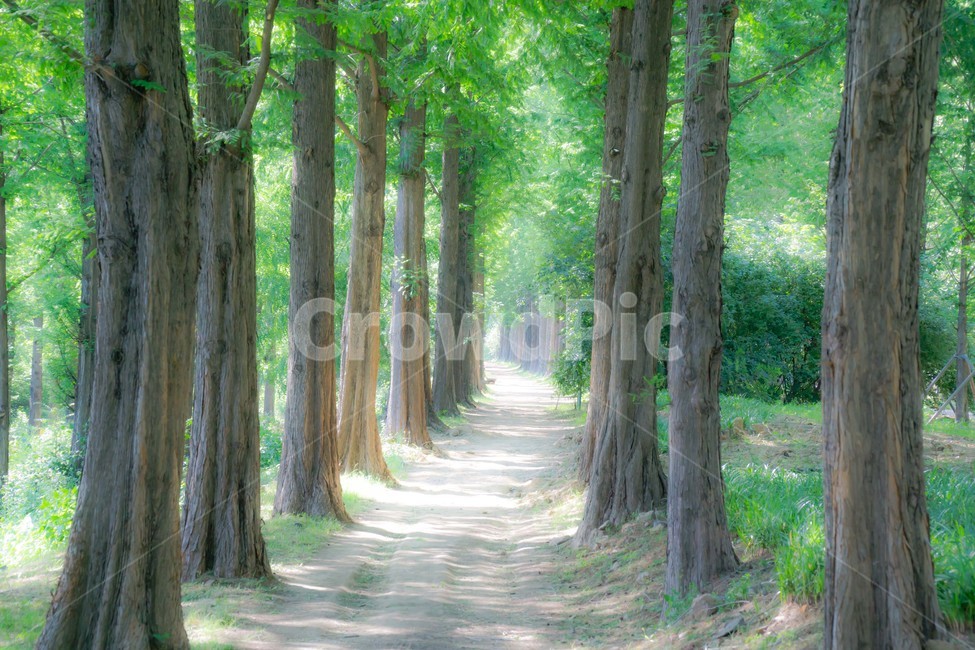 tree,나무,plant,식물,treetrunk,나무줄기,통로,메타쉐콰이어,하늘공원,자연,평온,힐링,숲,자연,풍경,nature,landscape,tree trunk,나무 줄기