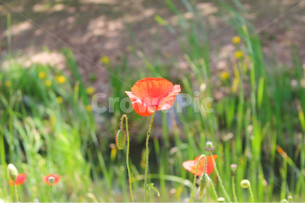 양귀비,꽃,자연,빨강,감성사진,red,flower