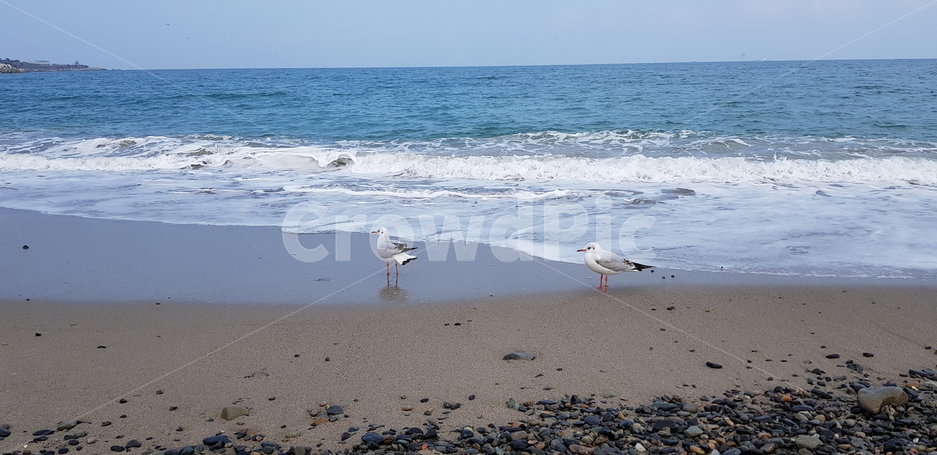 갈매기,바다,경주,겨울,해변,동물,자연,새