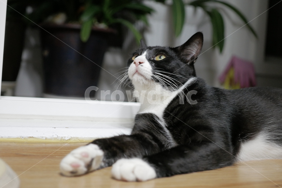 고양이,개냥이,동물,얼굴,표정,애교,귀여운,동물,animal,포유류,mammal,고양이,cat,kitten,kitty