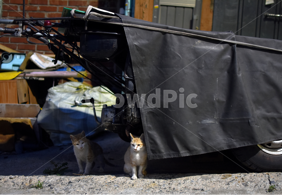 길고양이,고양이,개냥이,애완동물,반려동물,동물,animal,포유류,mammal,고양이,cat,kitten,kitty