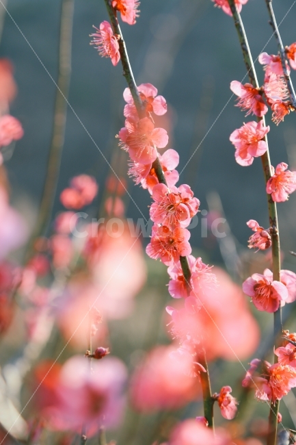 매화,홍매화,봄,일상,감성,감성사진,봄,계절,spring,season,식물,자연,plants,nature,꽃,flower,감성,sensible,feeling,색깔,색상,색채,색감,color sense,color sensitivity,feeling of color,plant,geranium,제라늄,blossom