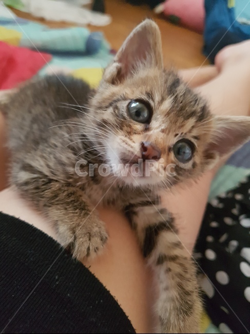고양이,야옹이,아기고양이,새끼고양이,애기고양이