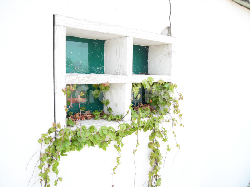 창문,넝쿨,벽,화이트,초록,풀,식물,식물,자연,plants,nature