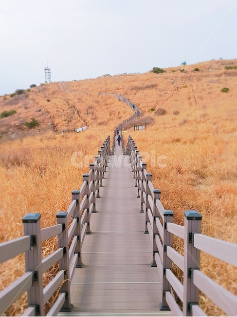 갈대,갈대숲,가을,길,산책로,풍경,등산,가을,계절,fall,autumn,season,자연,풍경,nature,landscape,banister,난간,handrail,railing