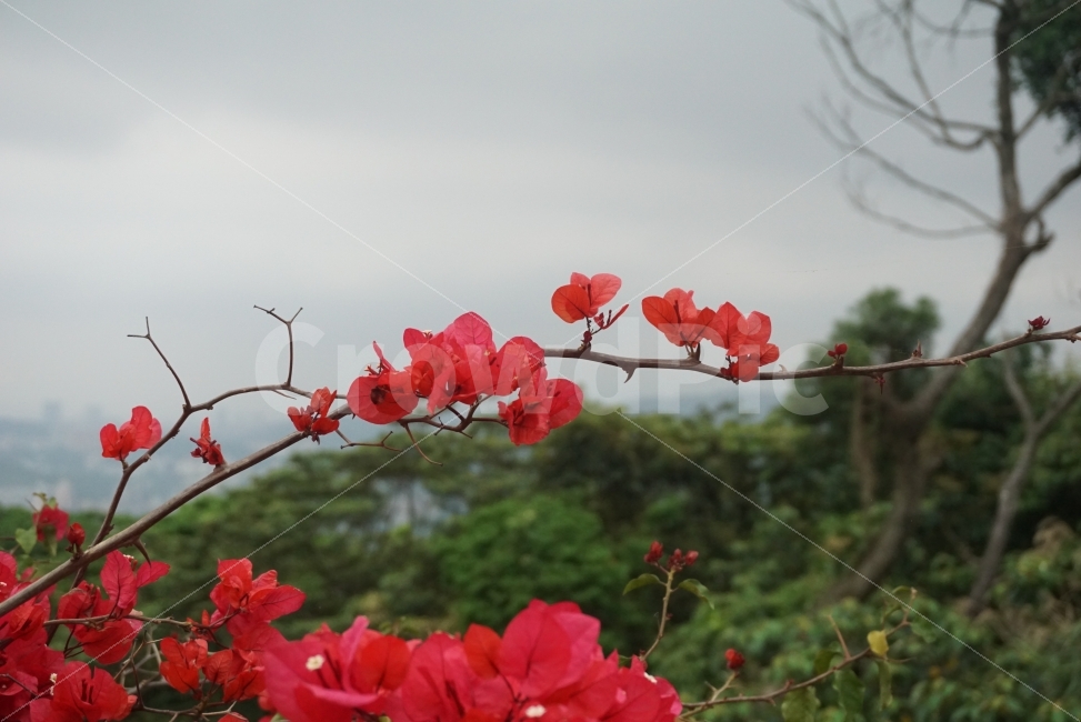 붉은꽃,꽃,flower,플라워,느낌사진,이쁜사진,꽃사진,레드꽃,빨간꽃,식물,자연,plants,nature,꽃,flower