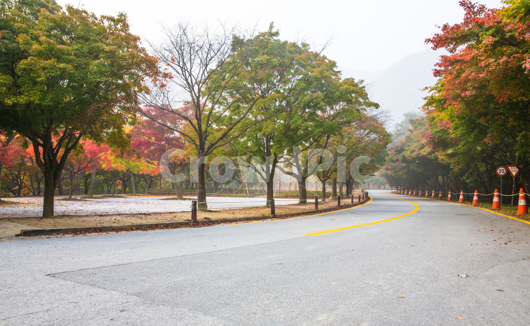 자연,풍경,경관,계절,가을,단풍,길,단풍길,낙엽,추경,만추,울긋불긋,단풍나무,나무,공원,절,사찰,내장사,내장산,산,국립공원,안개,아침,식물,plant,tree,treetrunk,잎,leaf,나무줄기,아스팔트,asphalt