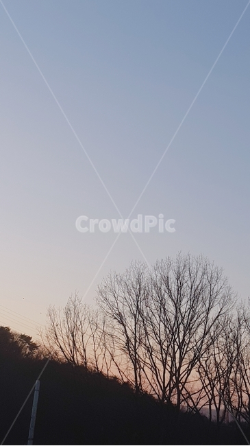 나무,자연,하늘,숲,skyblue
