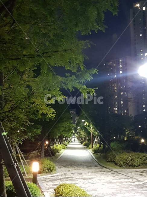 나무,자연,저녁,야경,풍경,도로,골목길,alley,light,빛,flare,플레어