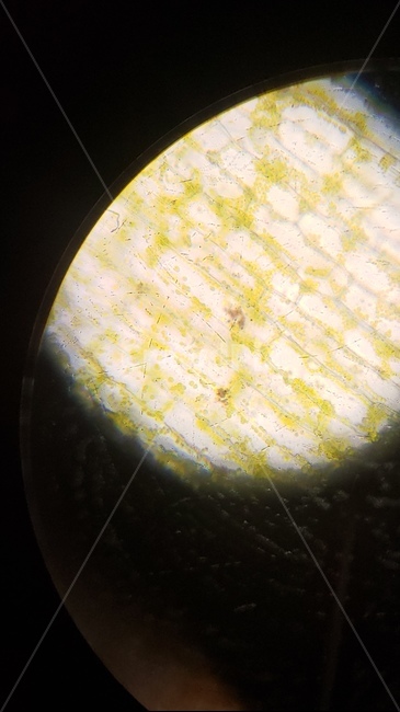 양파,양파세포,세포,현미경,microscopes,과학,cell,양파표피관찰,onion,식믈세포,nucleus,cellwall