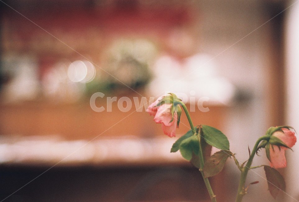 식물,꽃,인테리어,감성,장미,식물,자연,plants,nature,꽃,flower,감성,sensible,feeling