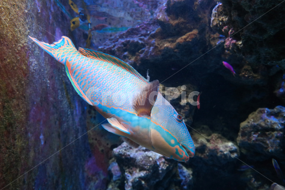 fish,물고기,animal,동물,아쿠아리움,오키나와,일본,해초,네온,컬러,화려함,아름다움,파랑,돌,바닷속,바다,수족관,어류,물고기,fish