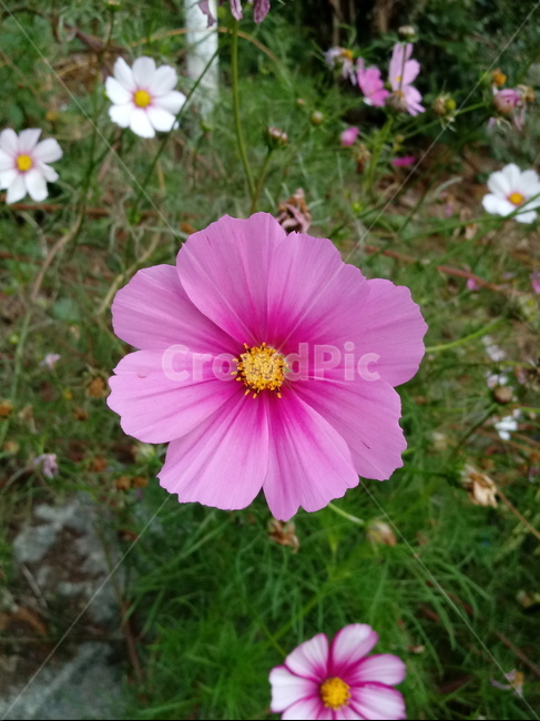 가을,코스모스,꽃,fallautumnseason,식물,가을꽃,plantflower,꽃잎,꽃술,autumnfallfeelingsensible,flower,식물,자연,plants,nature,꽃,flower
