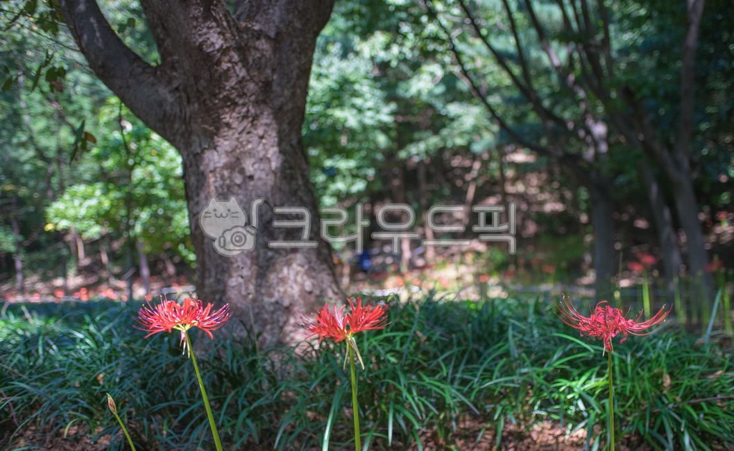 plant,식물,나무,꽃,꽃무릇,석산,자연,공원