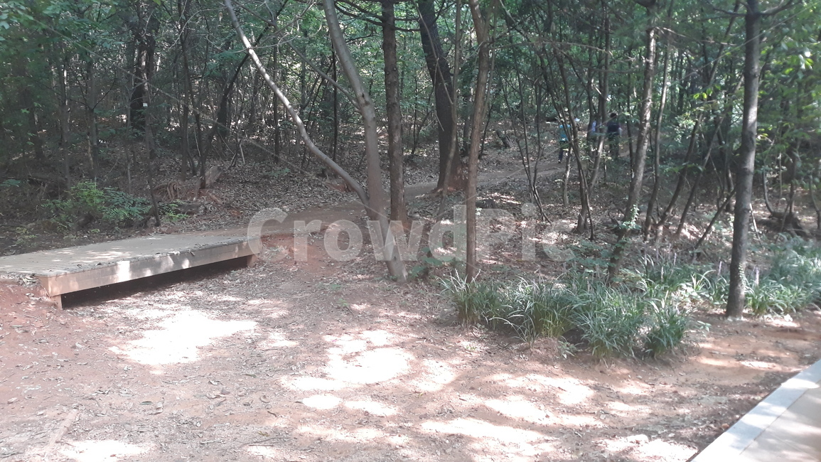 바닥,숲,나무,해그림자,햇살,forest,land,nature,자연,풍경,nature,landscape,ground