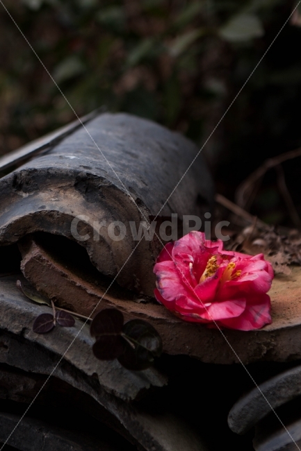 봄,꽃,동백꽃,동백,기와,담,담벼락,자연,풍경,풍경사진,봄사진,spring,flower,flowerstemple,nature,landscape,식물,자연,plants,nature,한국전통,한국문화,korean traditional,korean culture,감성,sensible,feeling,꽃,flower