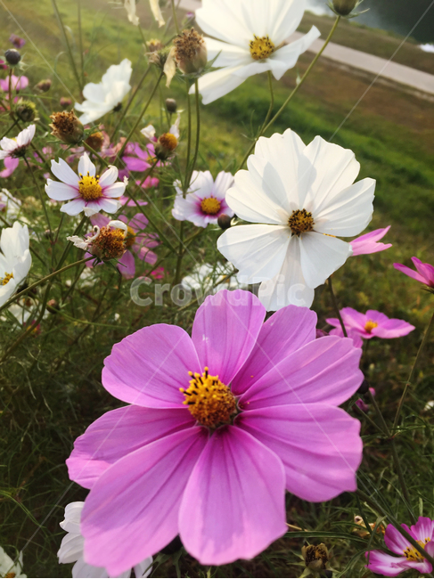 가을,풍경,코스모스,꽃,가을꽃,식물,자연,plants,nature,꽃,flower