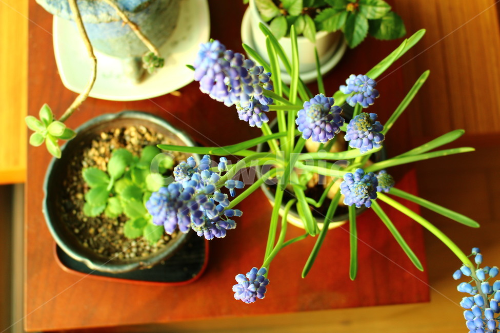 무스카리,보라색꽃,꽃,식물,감성,실내용화초,화분,화초,house plant
