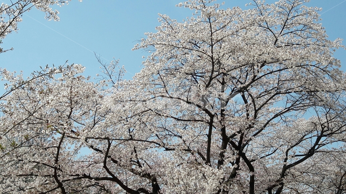 벚꽃,벚꽃나무,봄벚꽃,봄하늘,흰벚꽃
