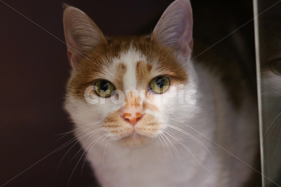 고양이,유기묘,동물,코숏,반려묘,동물,animal,포유류,mammal,고양이,cat,kitten,kitty