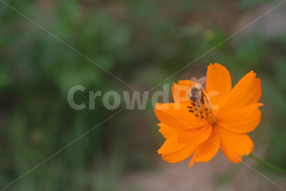 꽃,벌,색감,감성사진,여름,배경,풍경,자연,꽃잎,식물,자연,plants,nature,꽃,flower,동물,animal,곤충,벌레,insect,bug,감성,sensible,feeling