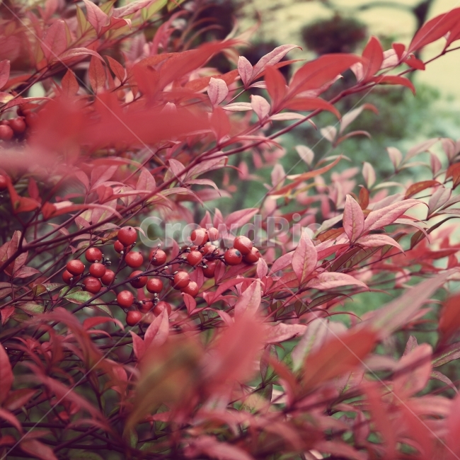 식물,꽃,열매,단풍,나무,여행,일상,가을,식물,자연,plants,nature,과일,열매,fruit