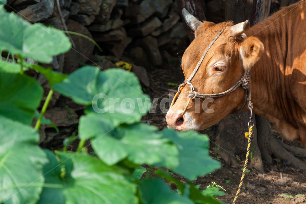 농촌,방목,송아지,가축,황소,동물,animal,포유류,mammal,산업,industry,industrial,목축업,목장,livestock farming,ranching,pasture