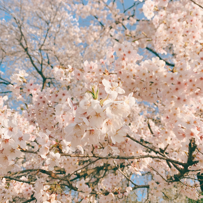 벚꽃,plant,flower,cherryblossom,식물,배경화면,자연