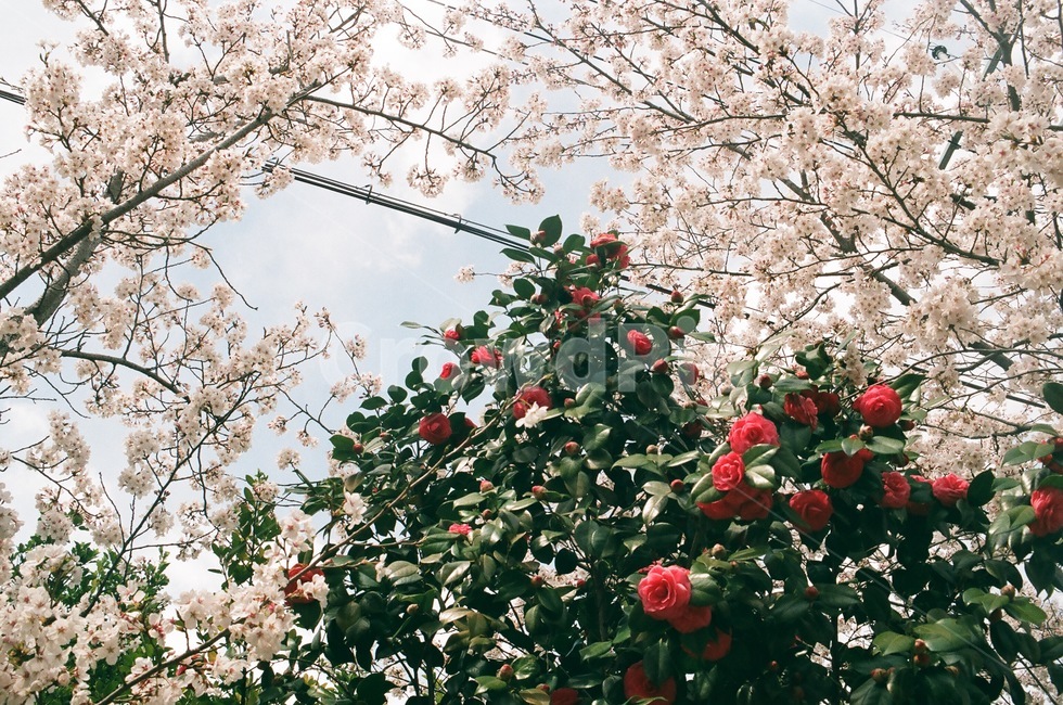 동백,벚꽃,꽃,봄,꽃길,자연,식물,봄,계절,spring,season,식물,자연,plants,nature,꽃,flower,plant,blossom,cherry blossom