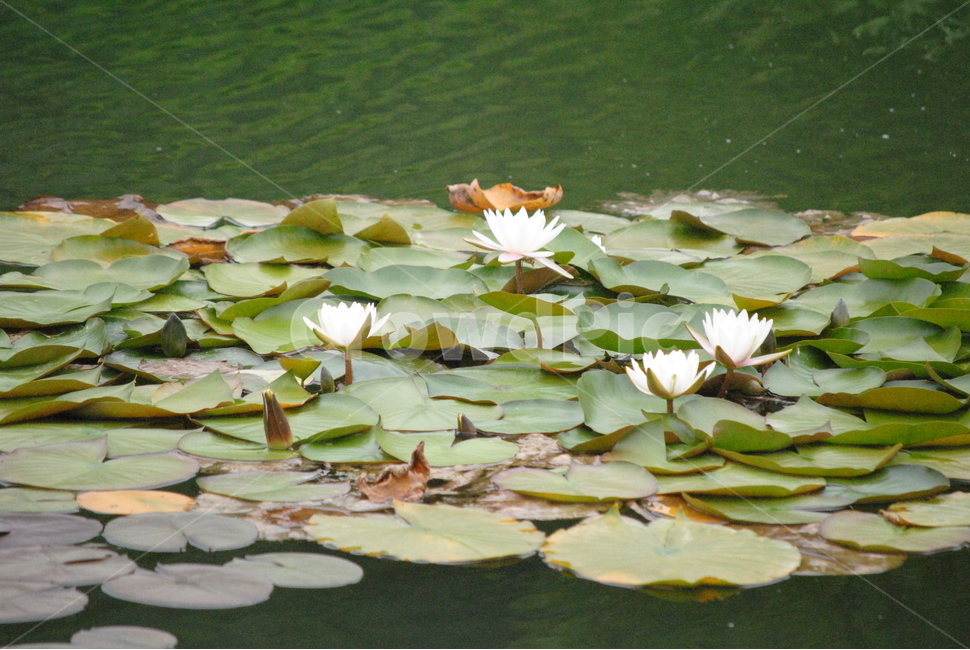 자연,식물,풍경,연꽃,연못,연잎,연,물결,식물,자연,plants,nature,꽃,flower