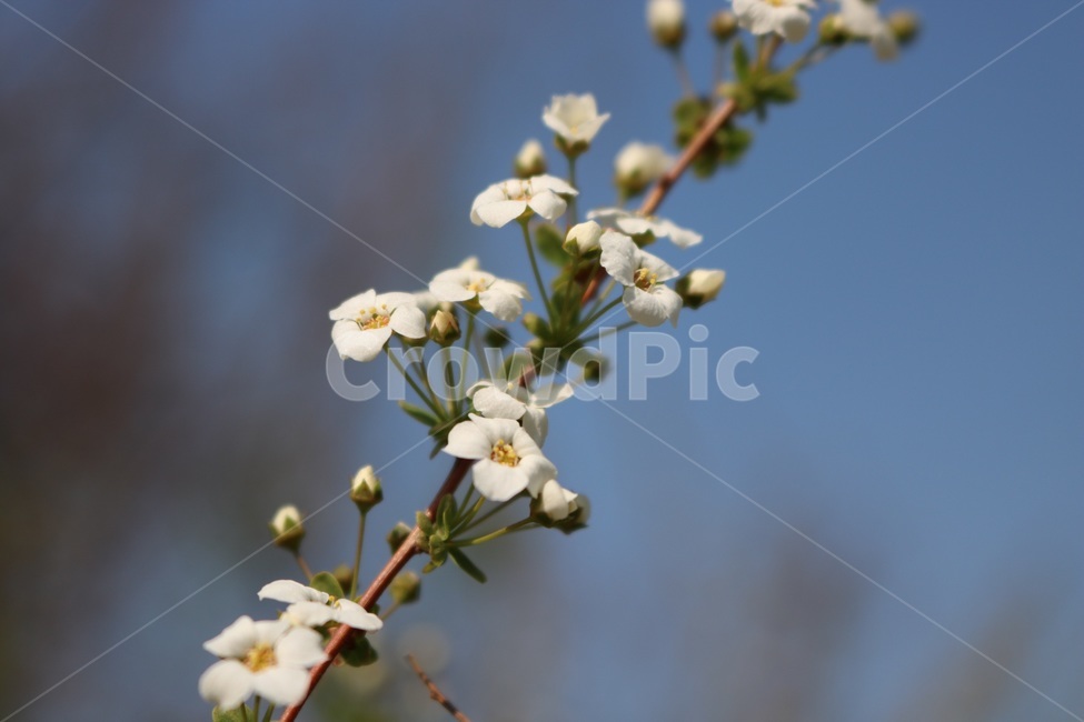 plant,식물,flower,꽃,봄,spring,花,植物,春,노랑,흰색,yellow,white,黄色,白