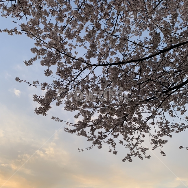 꽃,벚꽃,봄,봄하늘,spring